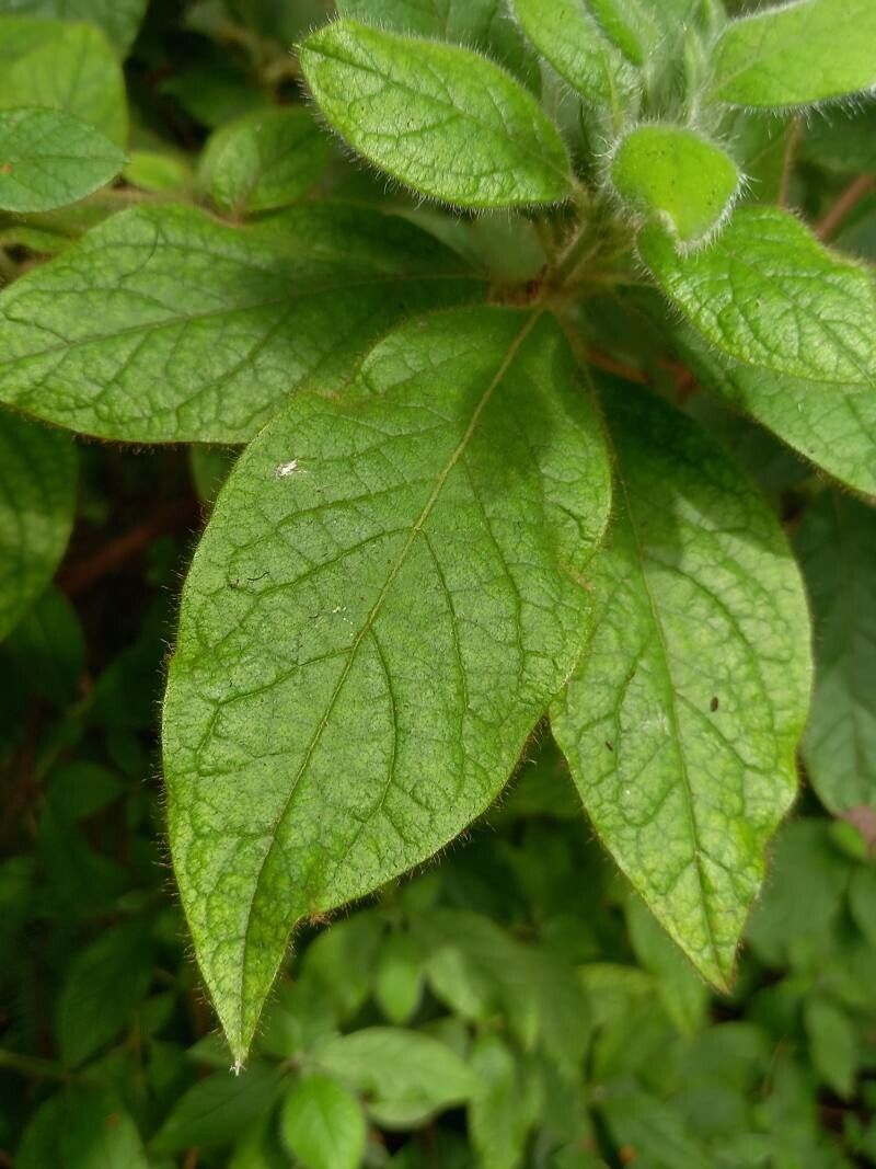 Rhododendron oldhamii — search result for 'Rhododendron'