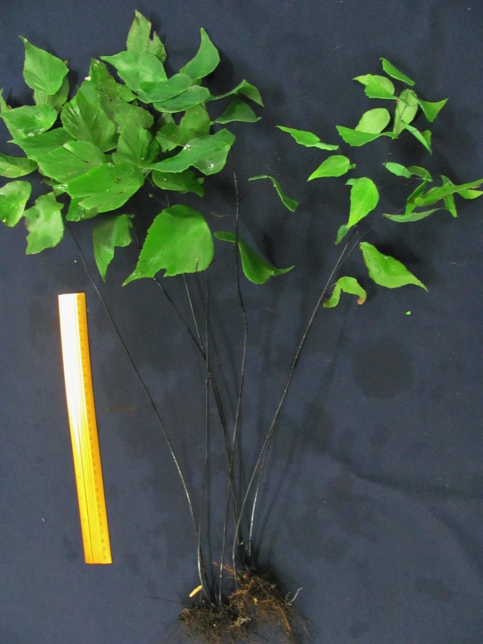 Adiantum seemannii — houseplant care guide