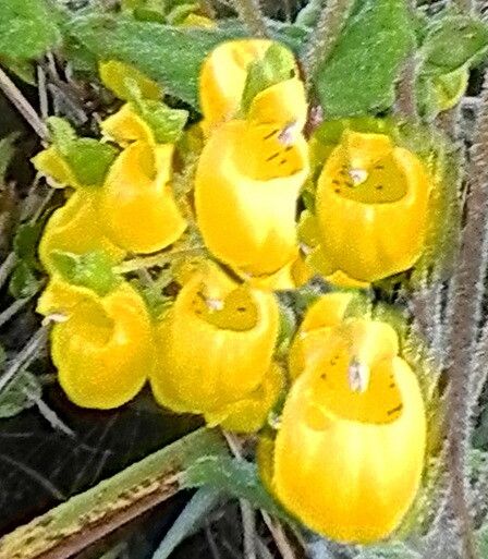 Calceolaria corymbosa — houseplant care guide