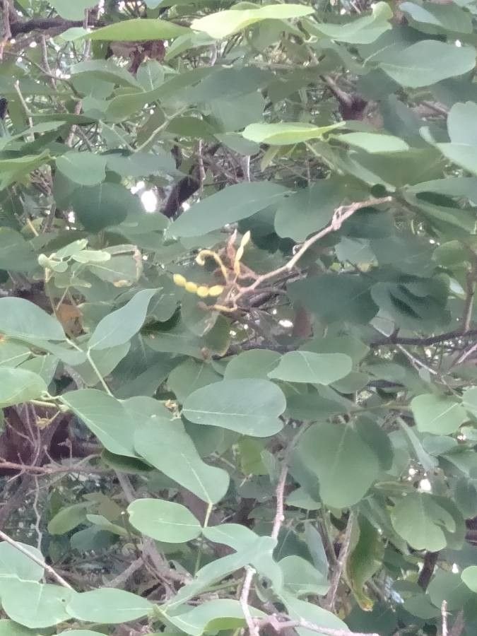 Derris trifoliata — search result for 'Leguminosae'