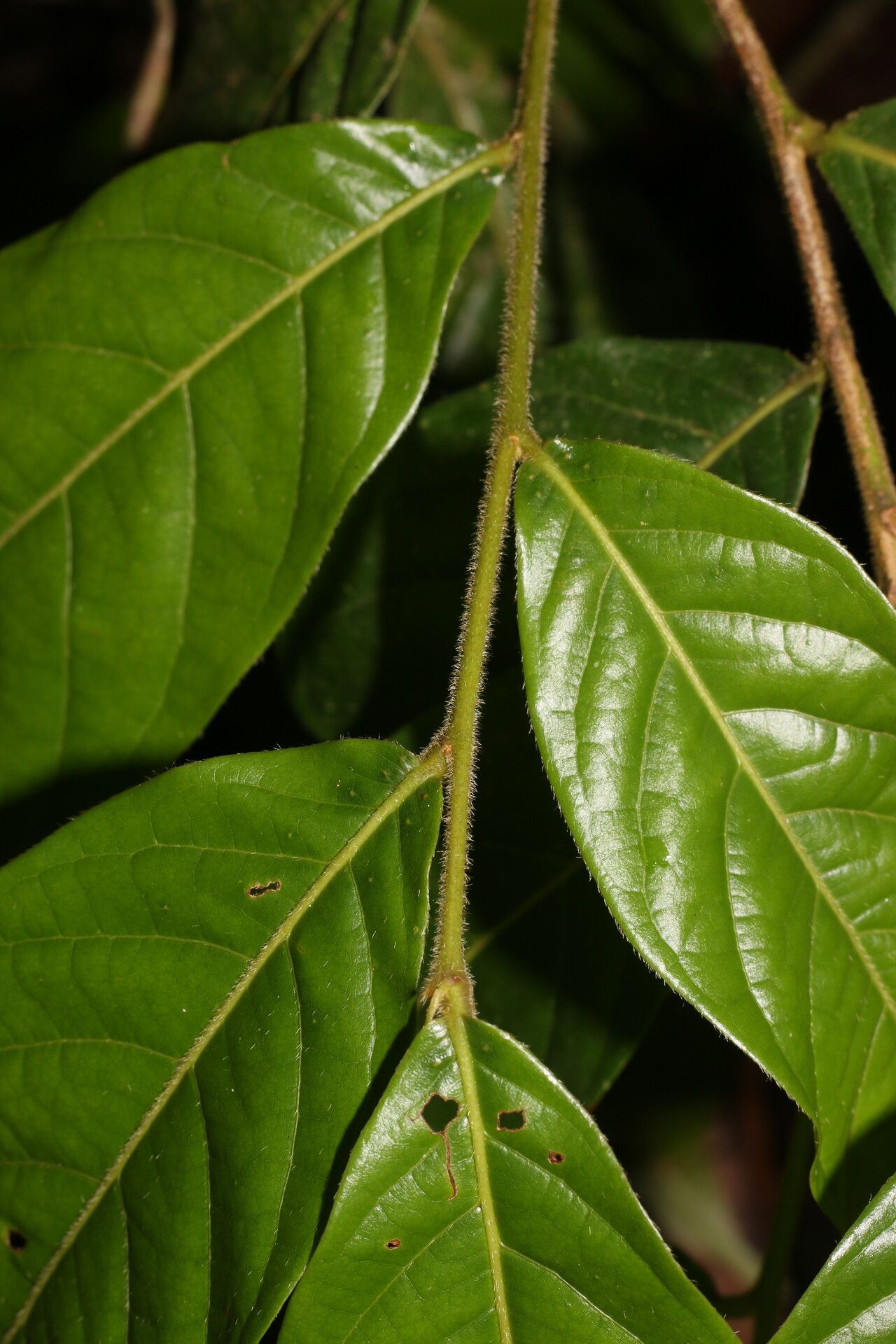 Hirtella trichotoma leaf