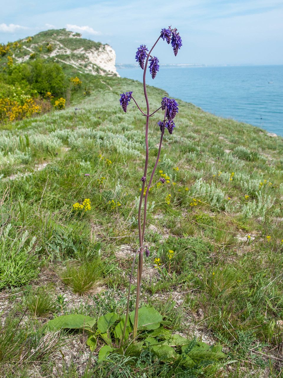 Salvia nutans habit