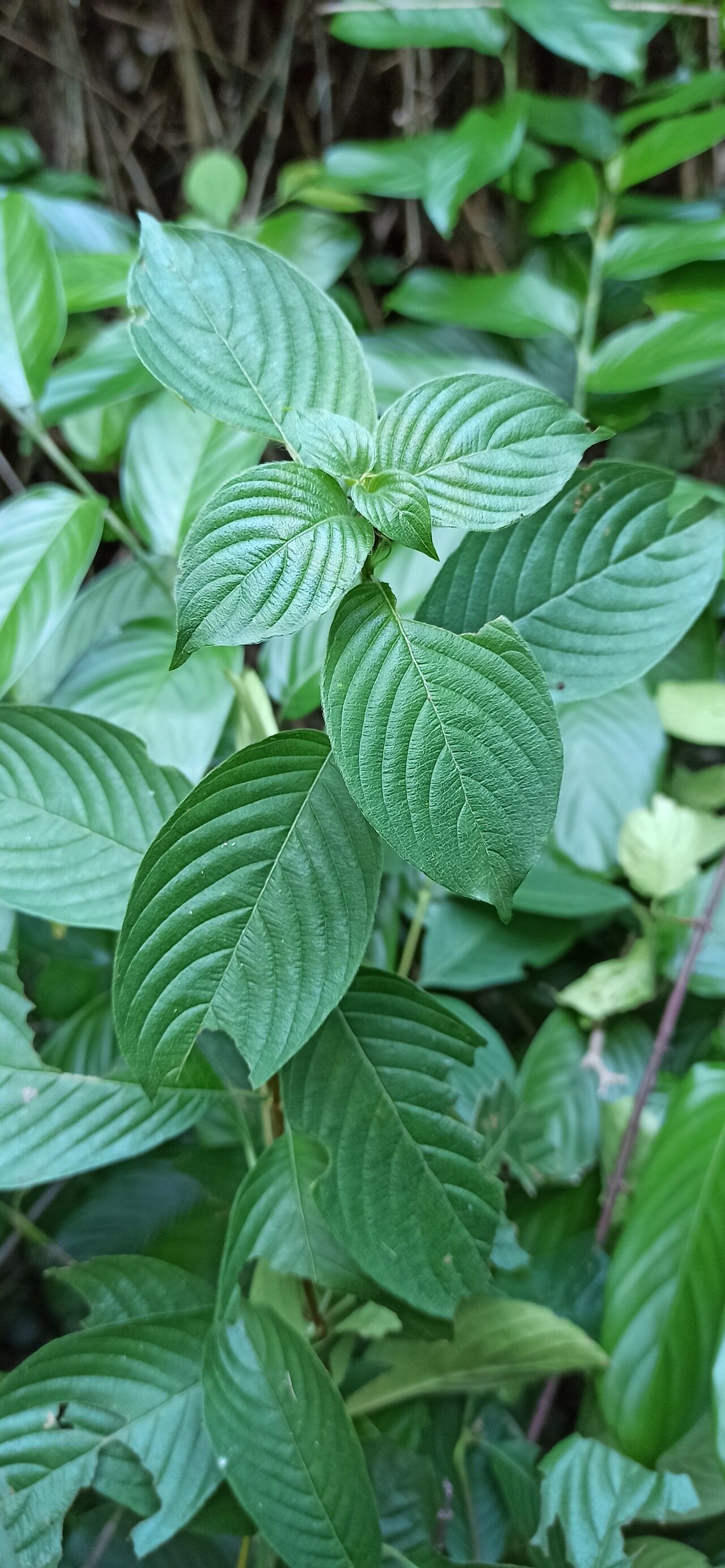 Mussaenda elegans — related species from the same genus