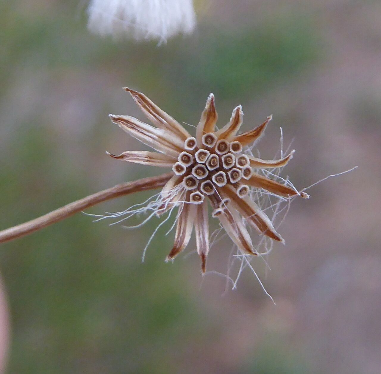 Senecio linearifolius fruit