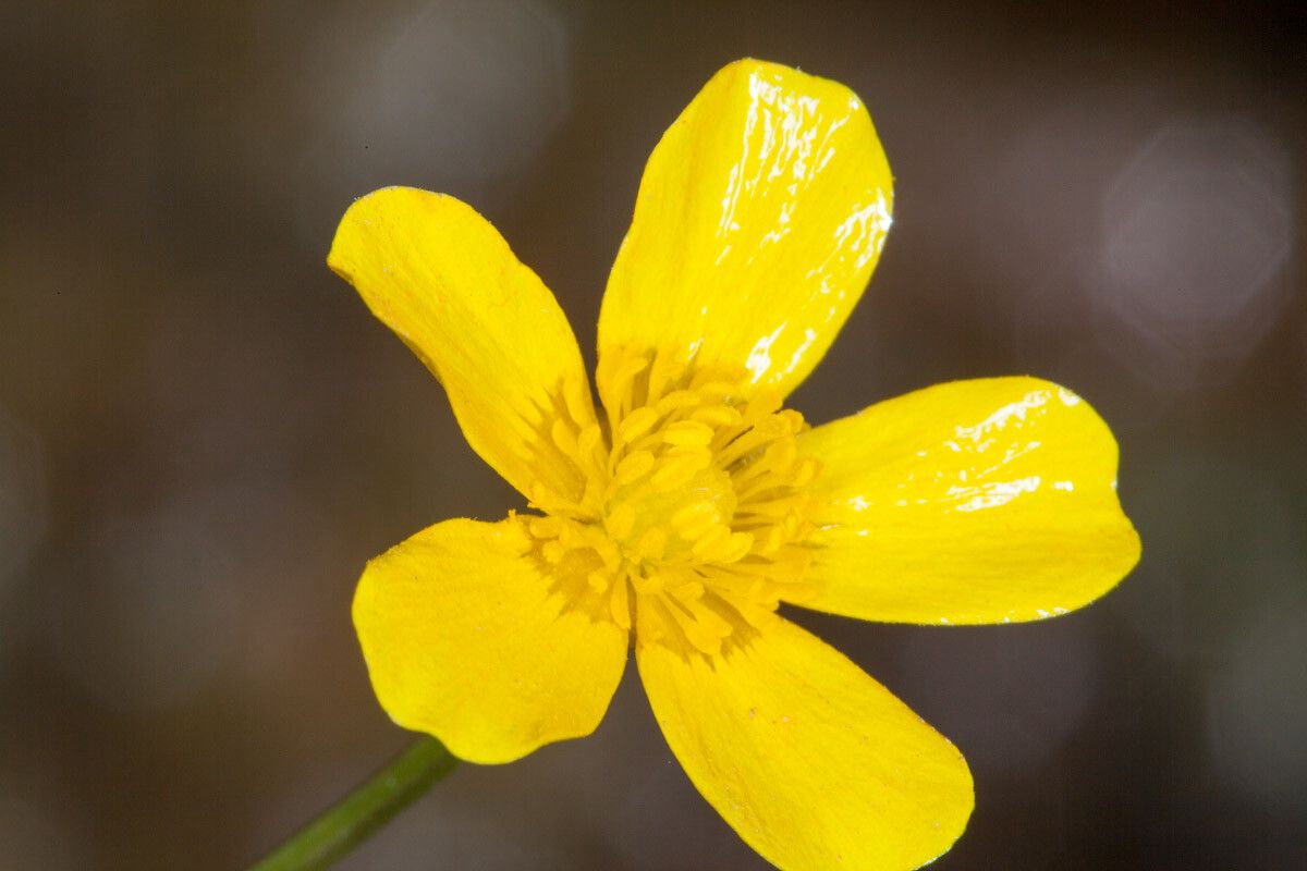 Ranunculus cordiger flower