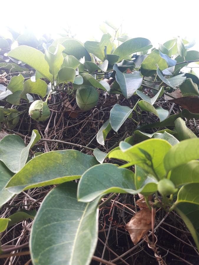 Passiflora laurifolia fruit
