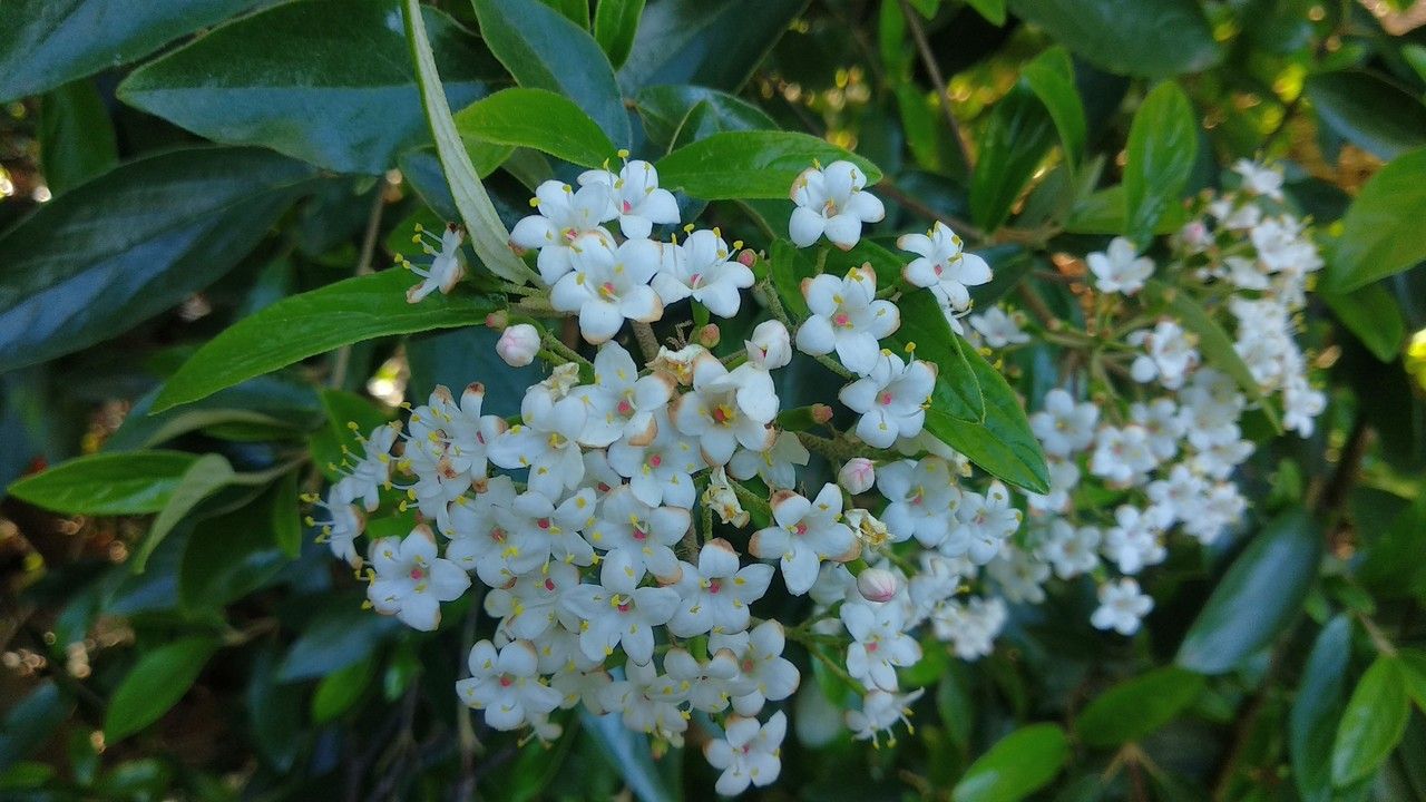 Viburnum utile flower