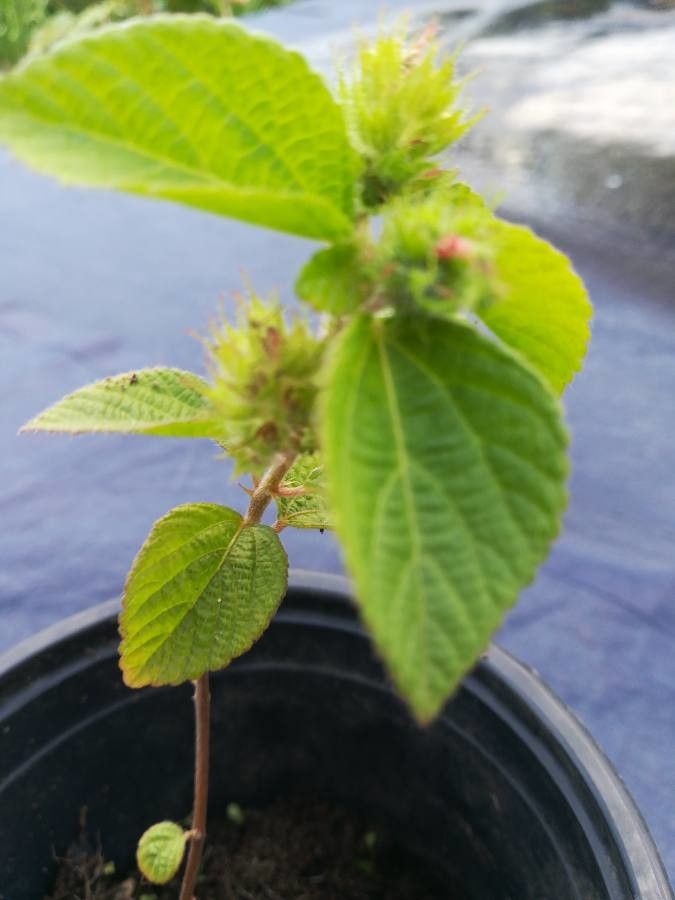 Acalypha aristata — search result for 'Acalypha'