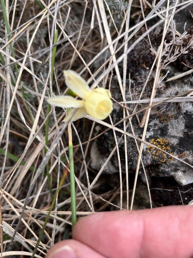 Narcissus cernuus — search result for 'Narcissus'