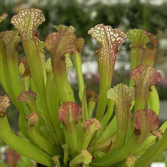 Sarracenia × catesbaei — houseplant care guide