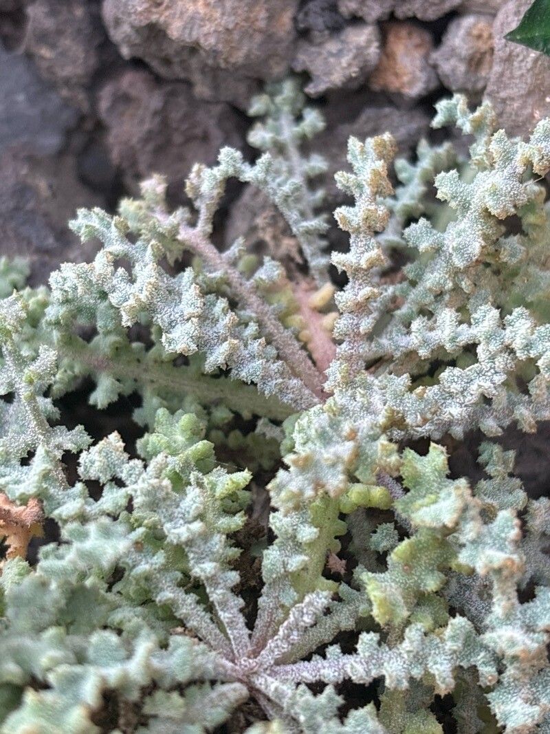 Reichardia crystallina — related species from the same genus