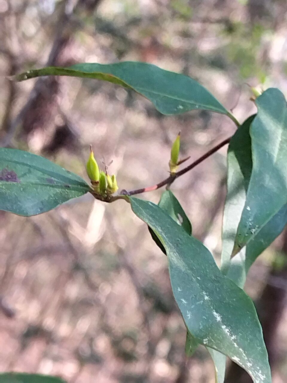 Rhododendron canescens leaf