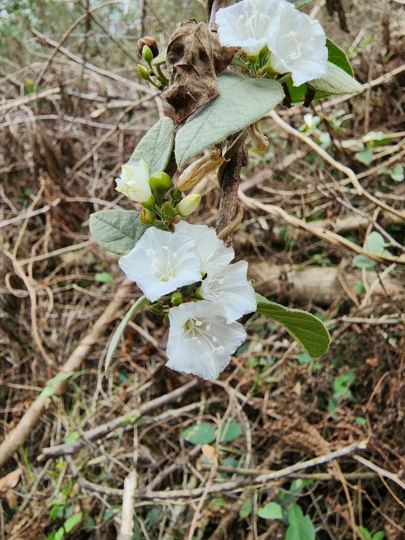Jacquemontia nodiflora flower