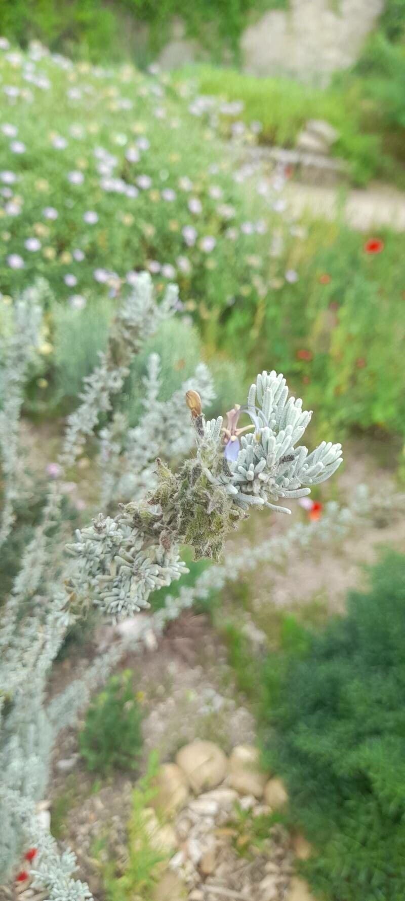 Salvia granatensis flower