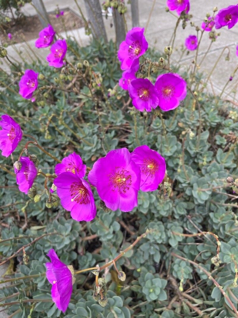 Calandrinia spectabilis flower