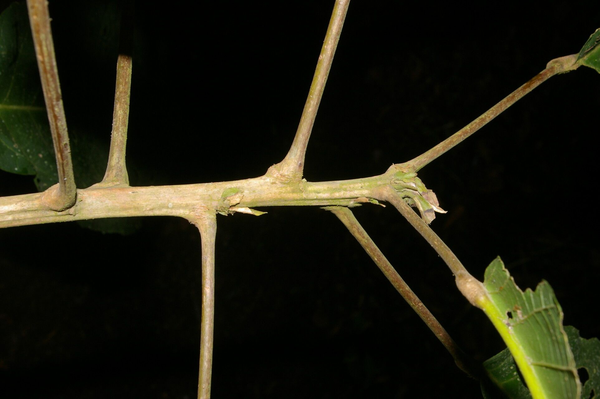 Sloanea ampla bark