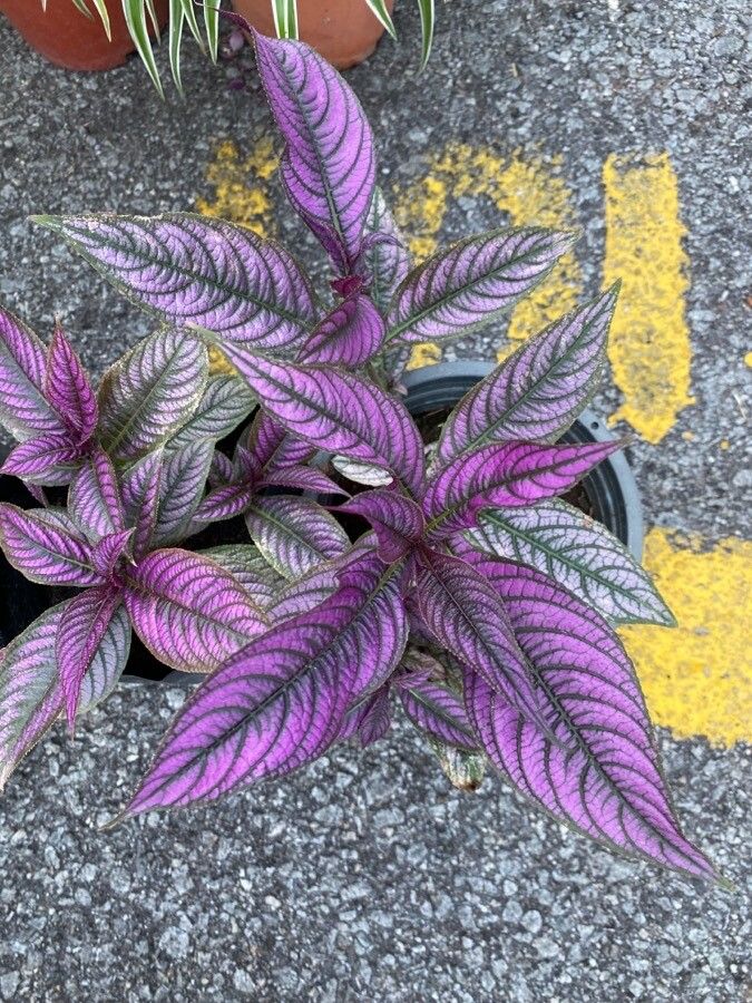 Strobilanthes auriculatus leaf