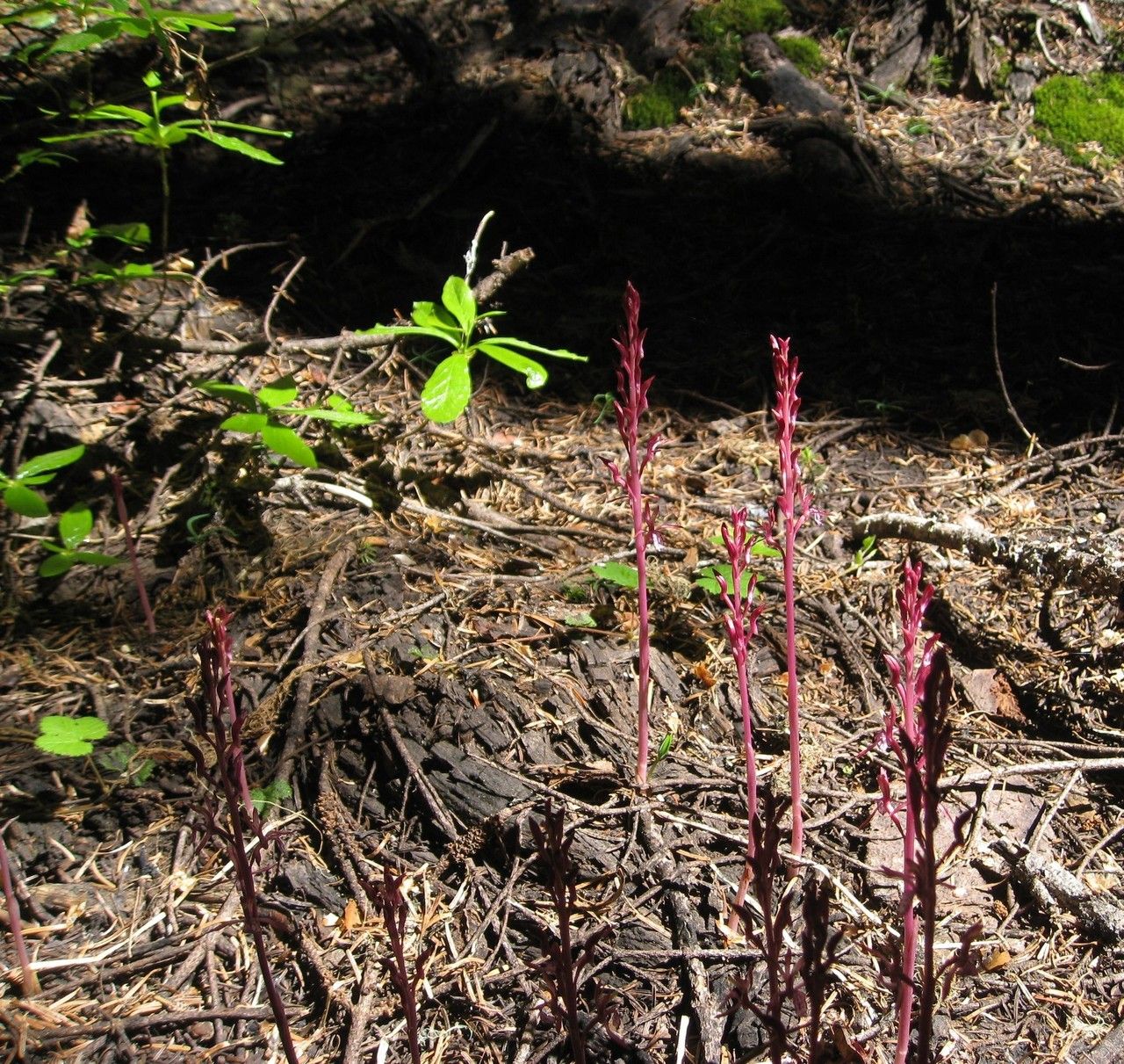 Corallorhiza mertensiana habit