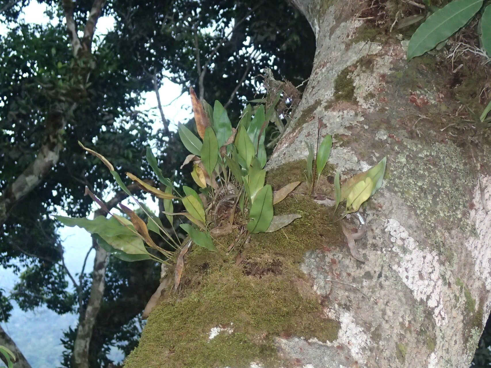 Elaphoglossum barteri leaf