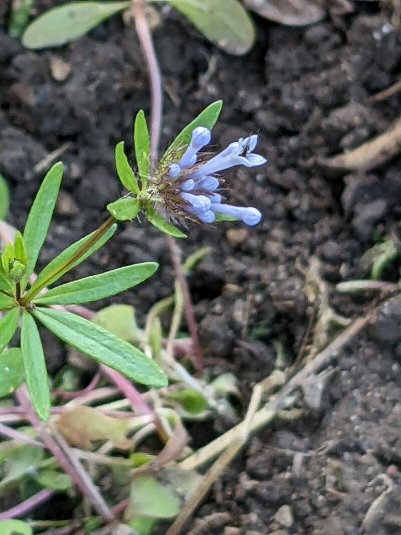 Asperula arvensis — search result for 'Algeria'