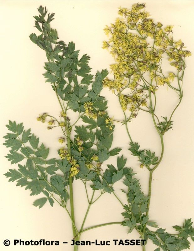 Thalictrum × timeroyi — houseplant care guide