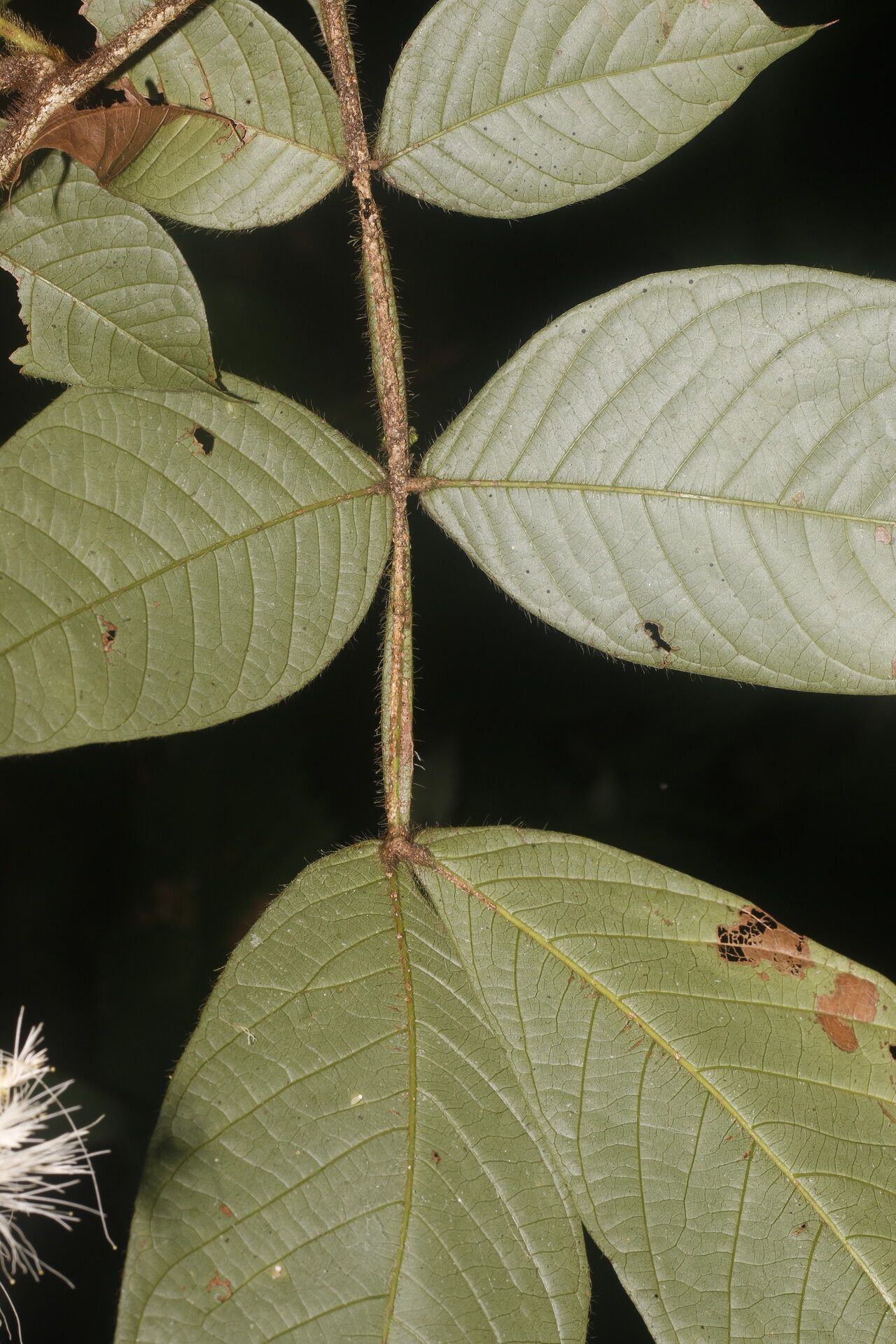 Inga tenuiloba leaf