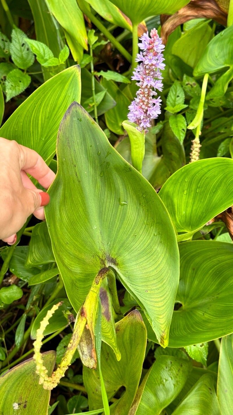 Pontederia gigantea — search result for 'Pontederia'