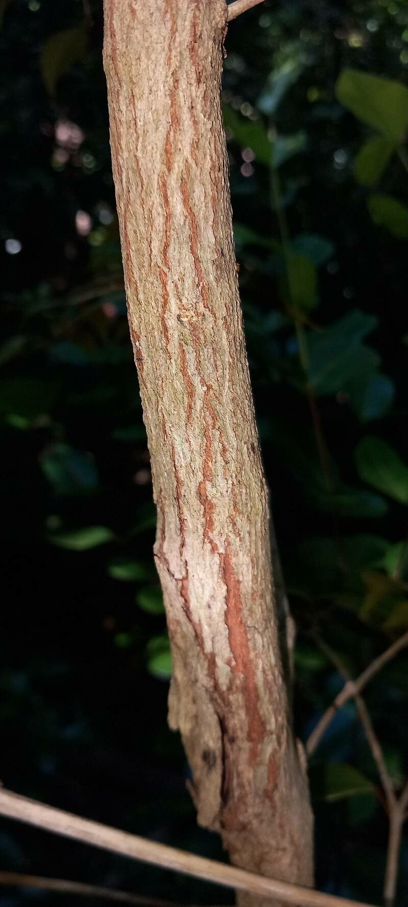 Eugenia confusa bark