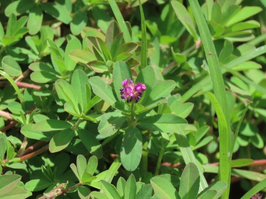 Trifolium usambarense flower