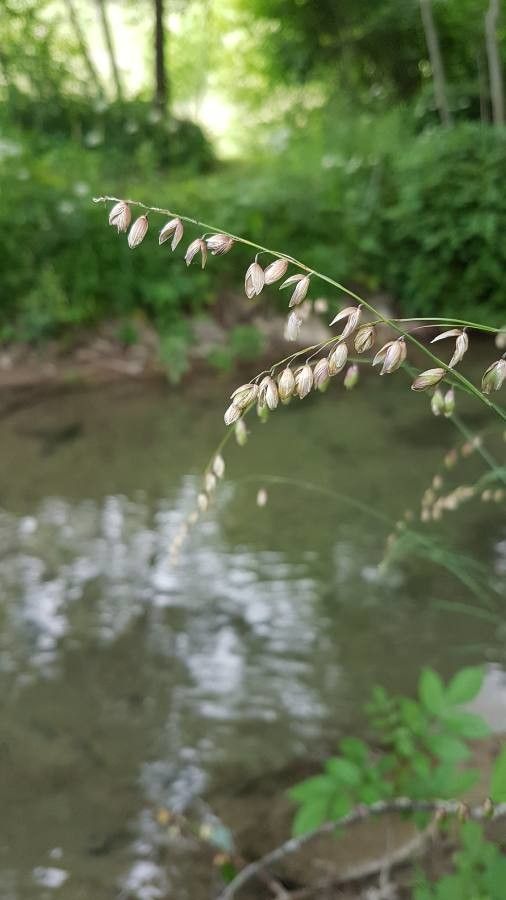 Glyceria striata flower