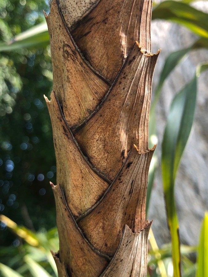 Grammatophyllum speciosum bark