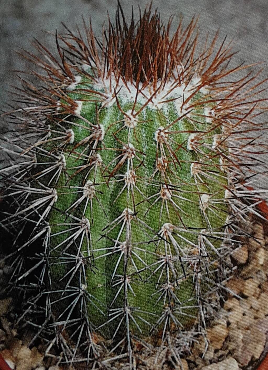 Parodia columnaris — houseplant care guide