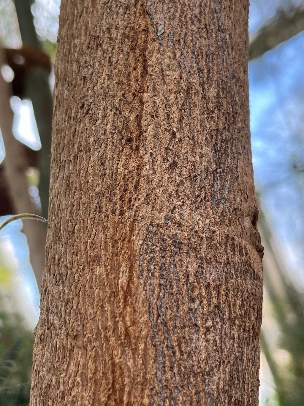 Eucalyptus bancroftii bark