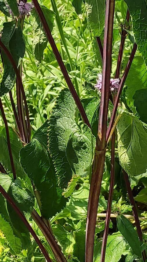 Phlomoides maximowiczii — search result for 'Phlomoides'