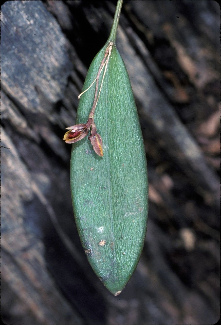Acianthera fockei flower