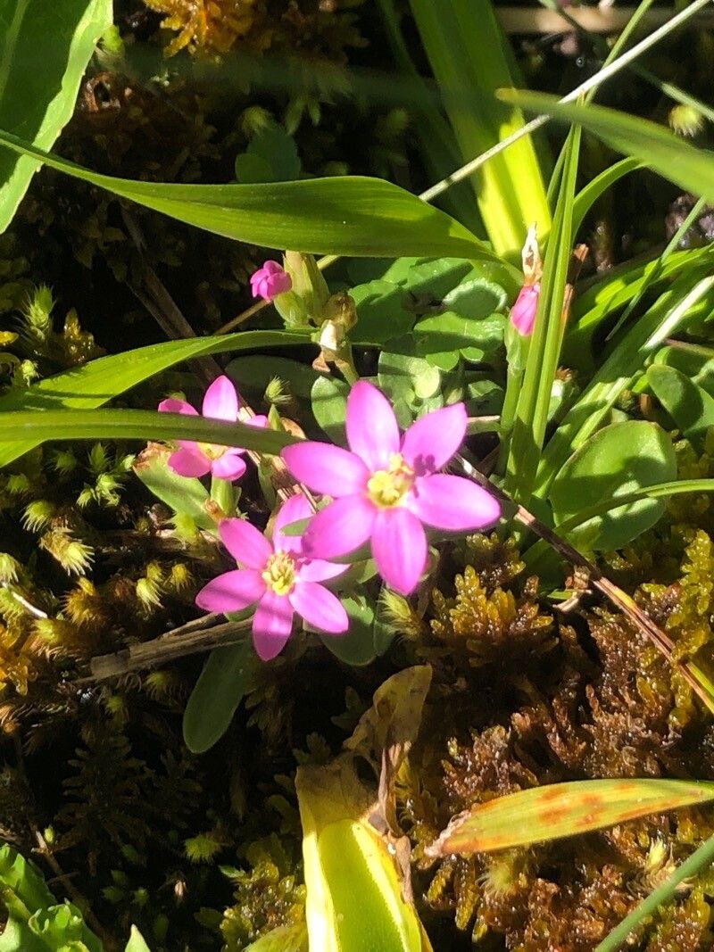 Centaurium chloodes flower
