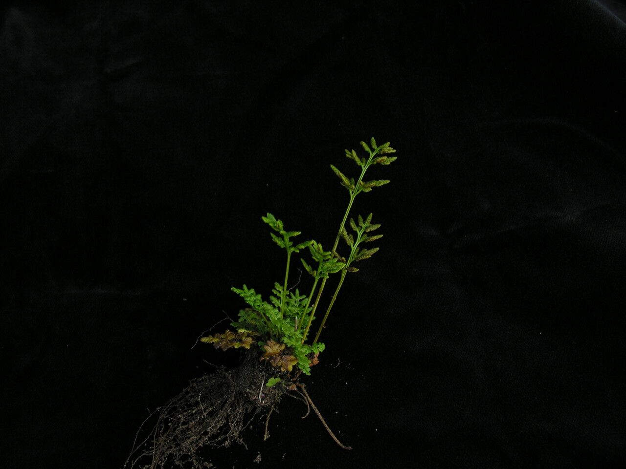 Cryptogramma brunoniana habit