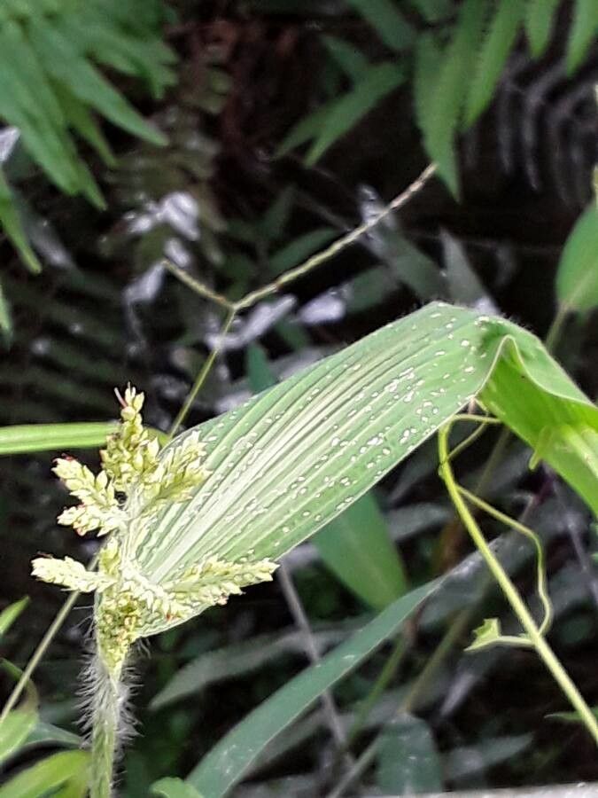 Setaria barbata fruit