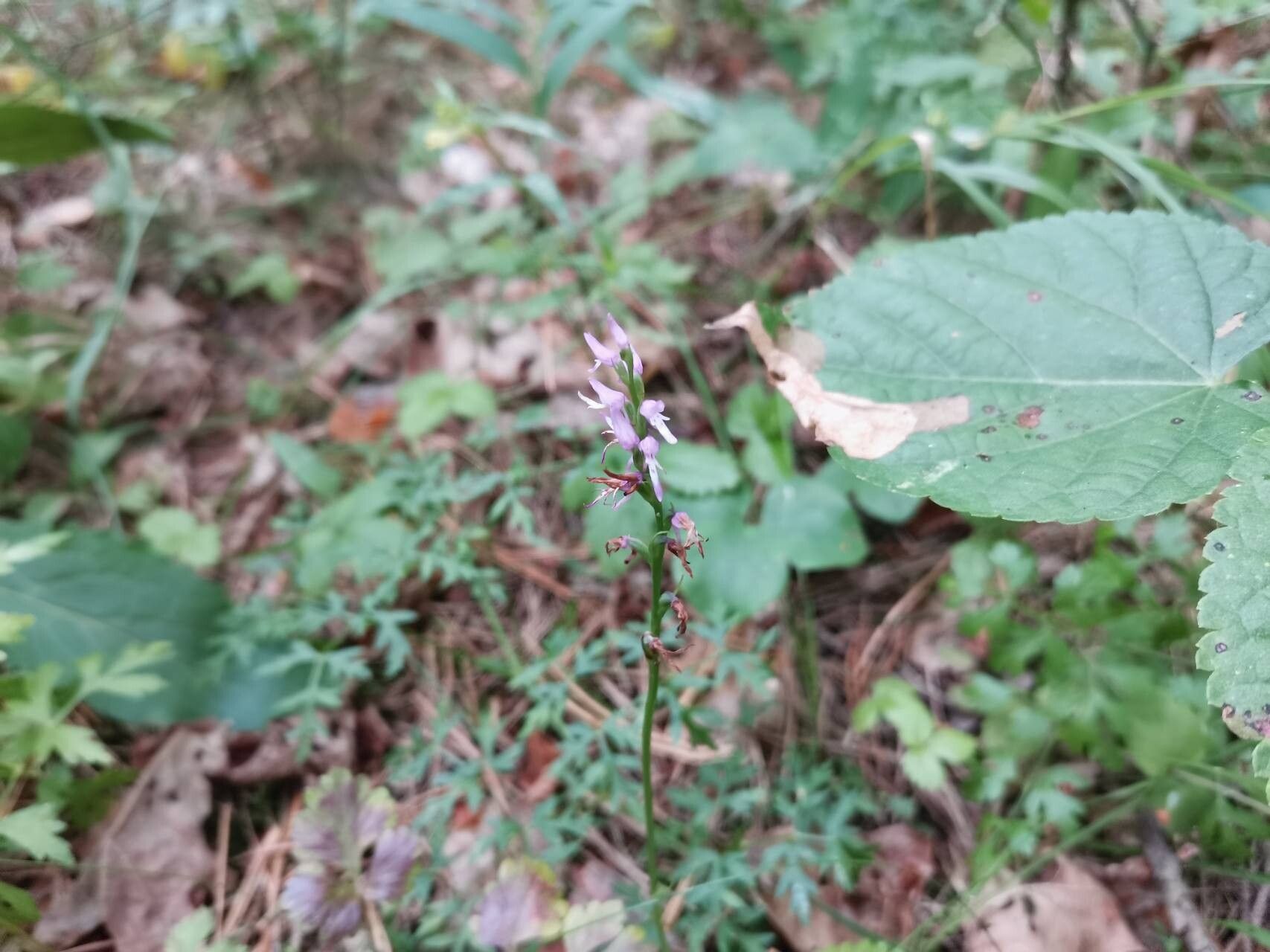 Hemipilia cucullata flower