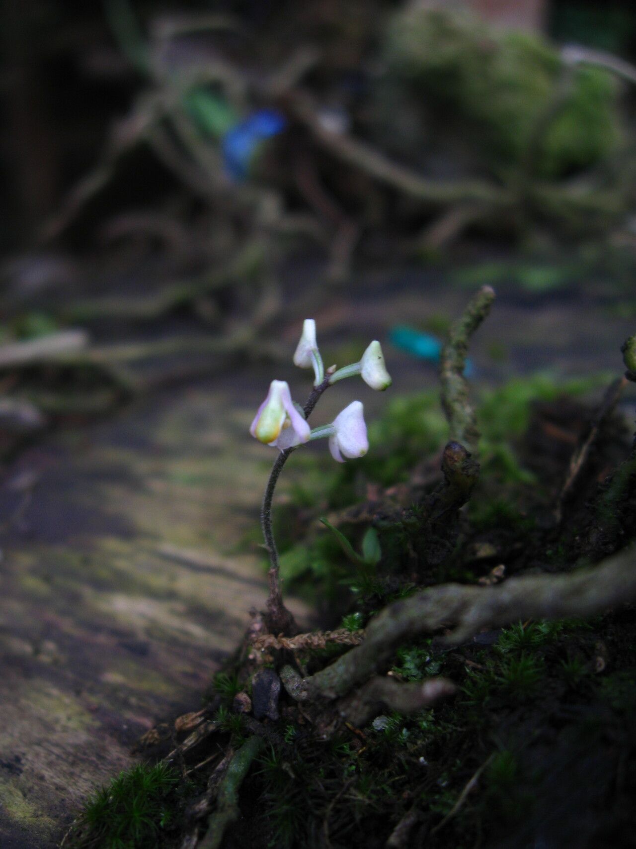 Polystachya saccata habit