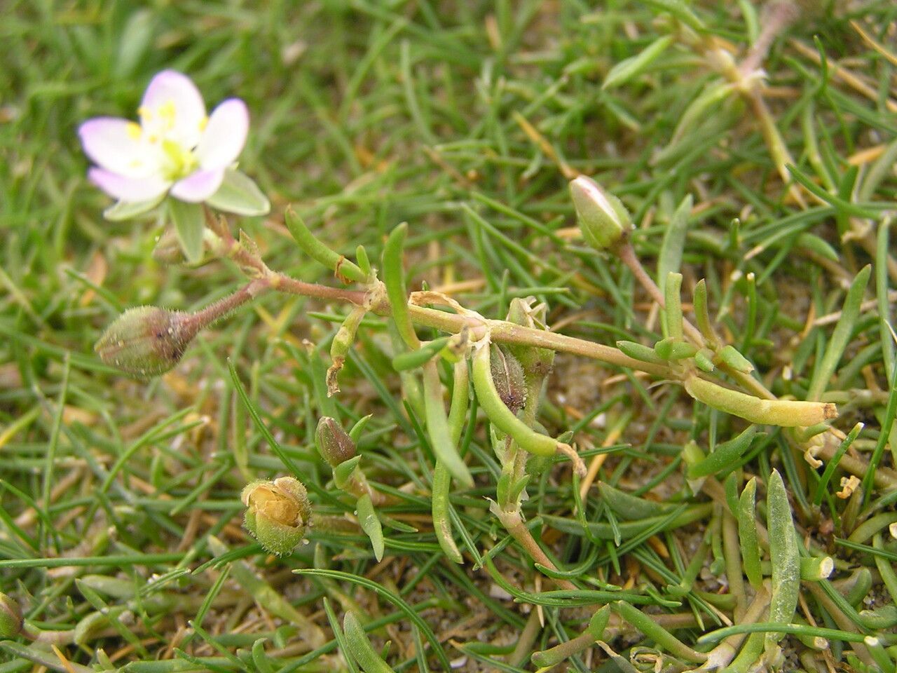 Spergula media — houseplant care guide