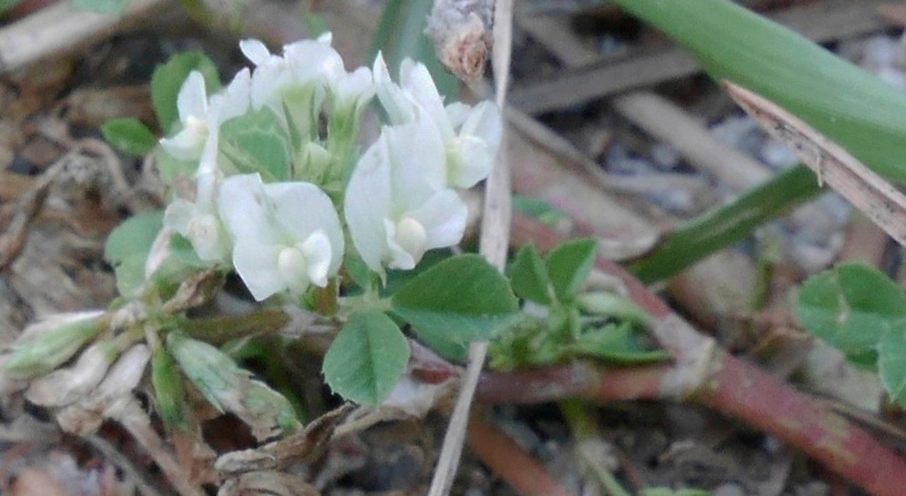 Trifolium ornithopodioides flower