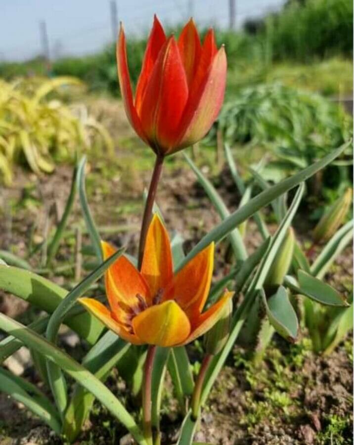 Tulipa orphanidea flower