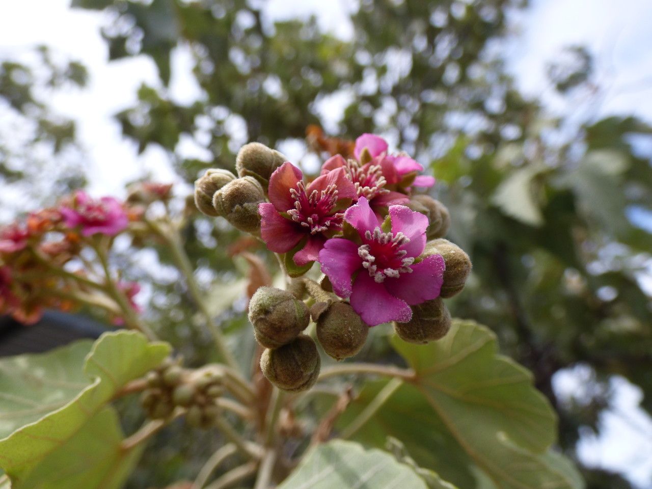 Ruizia cordata flower
