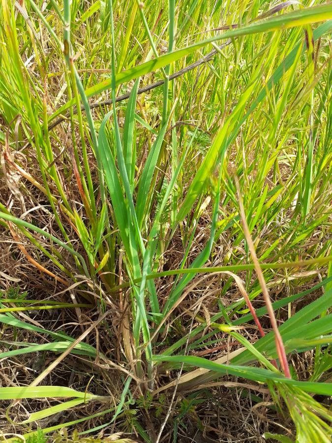 Asphodelus fistulosus — search result for 'Mediterranean area'