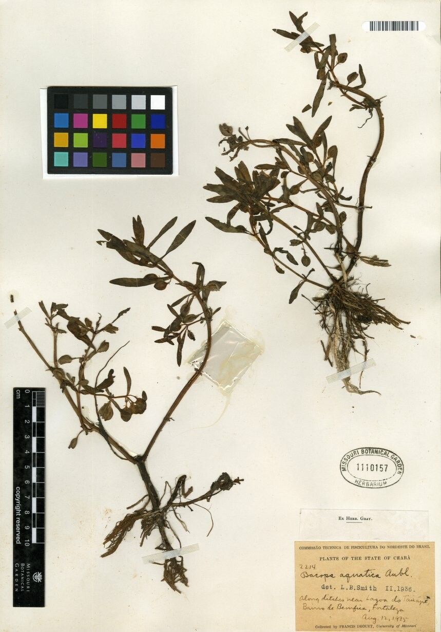 Bacopa aquatica other