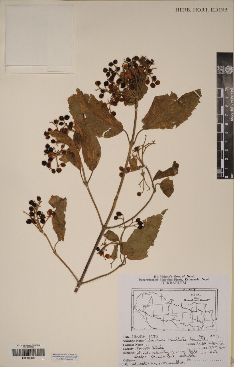 Viburnum mullaha other