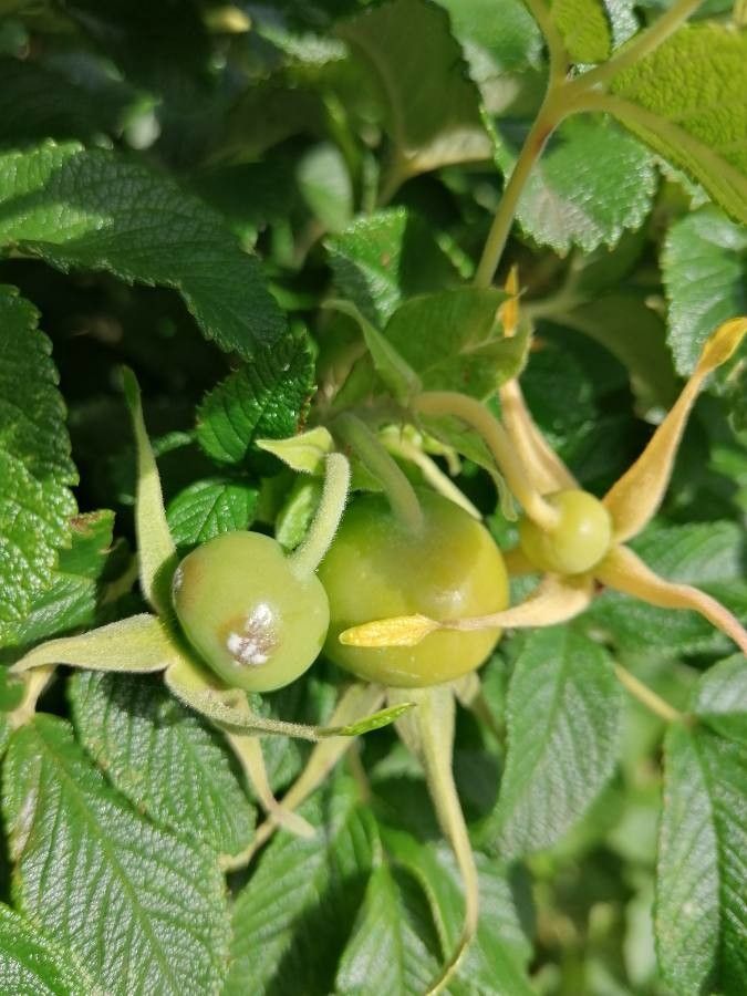 Silene uniflora fruit