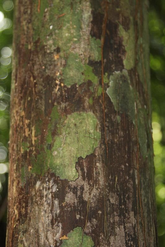 Couepia guianensis bark