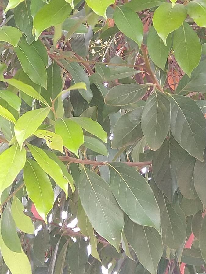 Ocotea coriacea — search result for 'Ocotea'